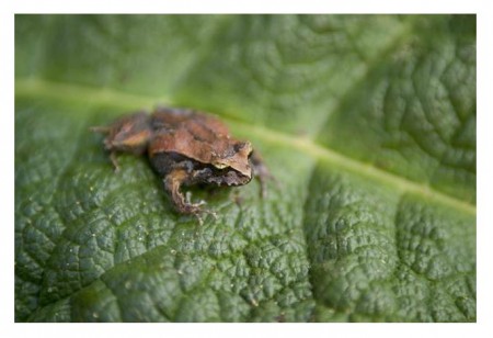 Litoria cavernicola posada en una hoja de Pangue